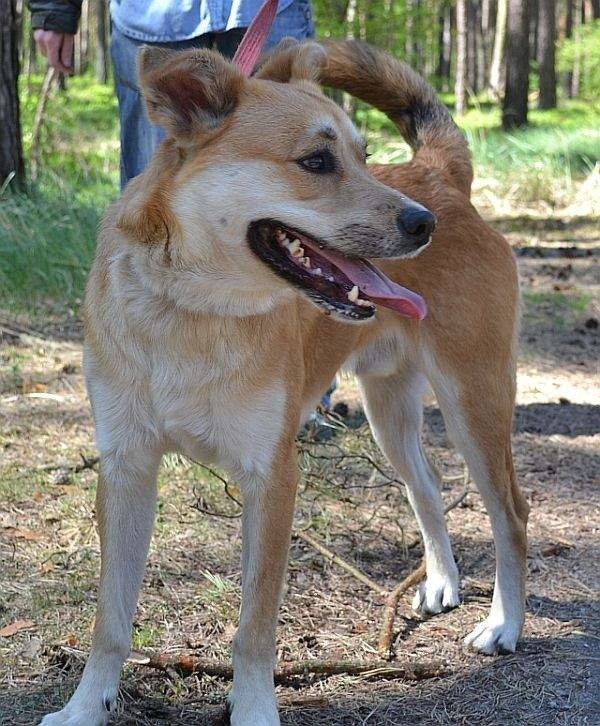 Goleniów: Rocky znalazł dom, ale kolejne psiaki czekają na adopcję