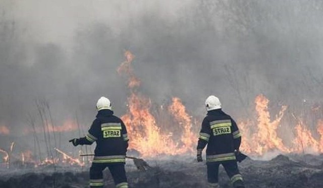 Kilkanaście zastępów straży pożarnej gasi pożar ponad 20 hektarów, na których rosła trzcina. Akcję utrudnia silny wiatr. Więcej informacji w dalszej części galerii >>>