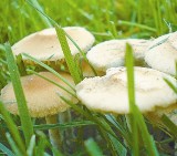 Ogrodowe pasożyty. Trujące grzyby na trawniku