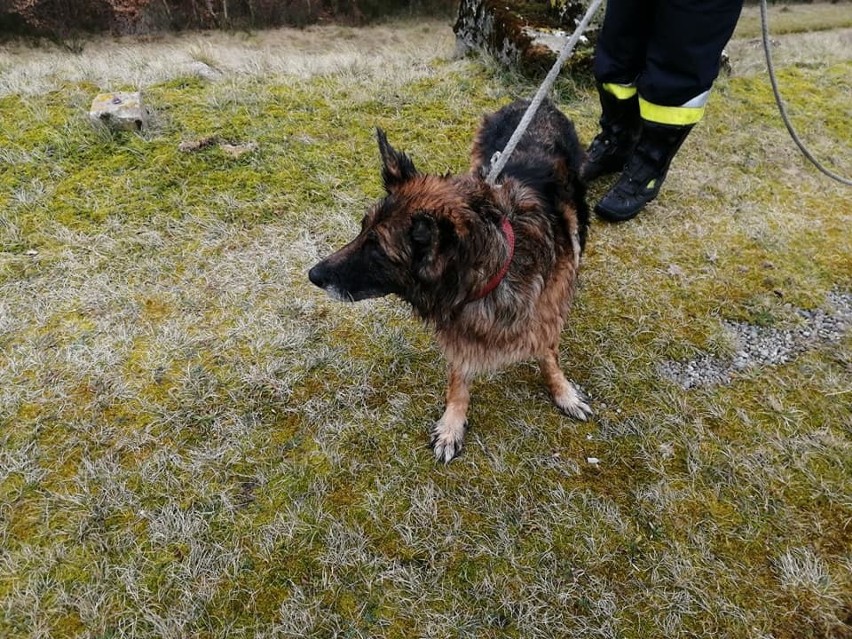 Strażacy z OSP w Żydowie (gm. Polanów) uratowali psa, który...
