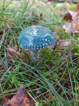 Niebieskie grzybki w bytowskich lasach. I to jeszcze jadalne! Co jeszcze można znaleźć? (ZDJĘCIA)