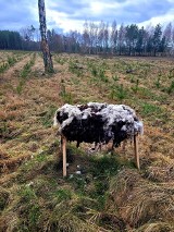 Sztuczna owca może ochronić młode drzewka w lesie. To niekonwencjonalny, pionierski pomysł leśników