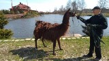 Lama z Bierunia złapana ZDJĘCIA Teraz jest w Malibu, gdzie zaczyna nowe życie [16.04.2019]