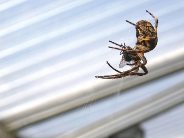 Pająki w domu to niemile widziani goście. Najczęściej budzą obrzydzenie i strach. Ale w rzeczywistości pająki nie są dla nas zagrożeniem.