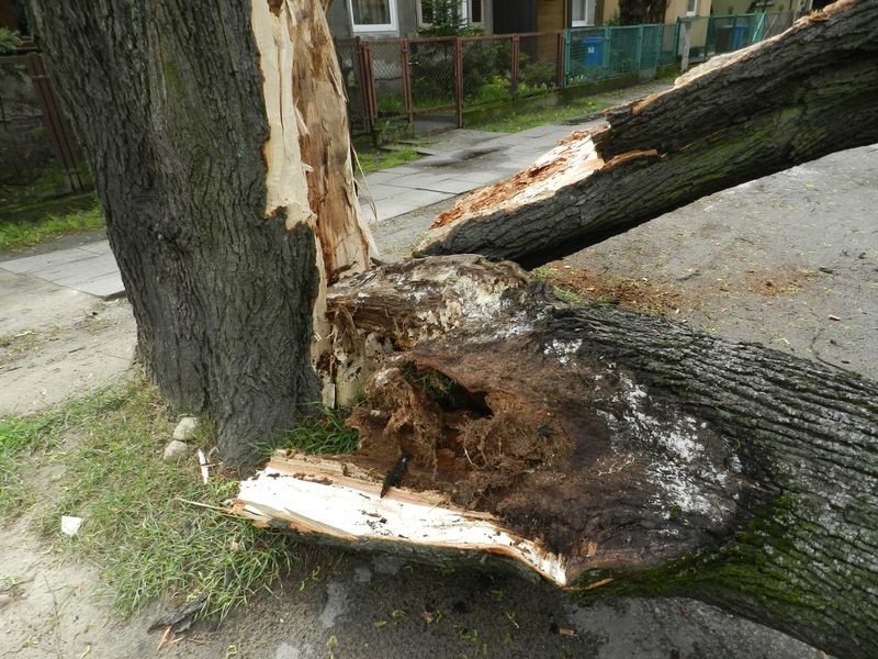 Wichura przewróciła drzewo na ul. Ku Słońcu