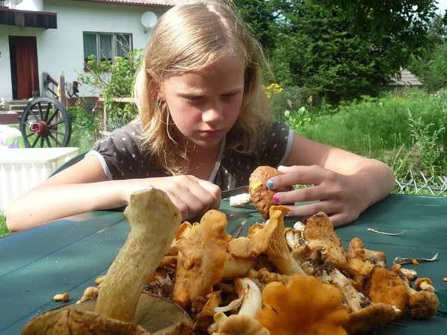 W lasach pojawiły się kurki. W skupie za kilogram tego grzyba można dostać średnio 15 złotych.