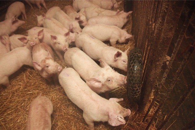 Rogoźno: Nie chcą chlewni na tysiąc świńRogoźno: Nie chcą chlewni na tysiąc świń/zdjęcie ilustracyjne