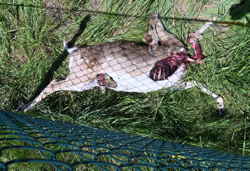 Rozszarpane młode daniele i zniszczone ogrodzenie w Ćmińsku. Zaatakowały wilki? [Drastyczne zdjęcia]