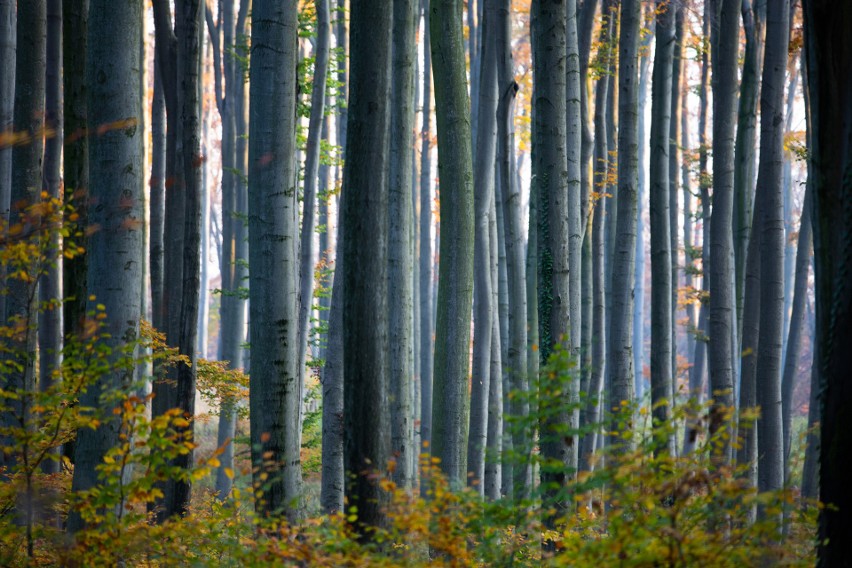 W 2024 roku przypada jubileusz 100-lecia Lasów Państwowych.