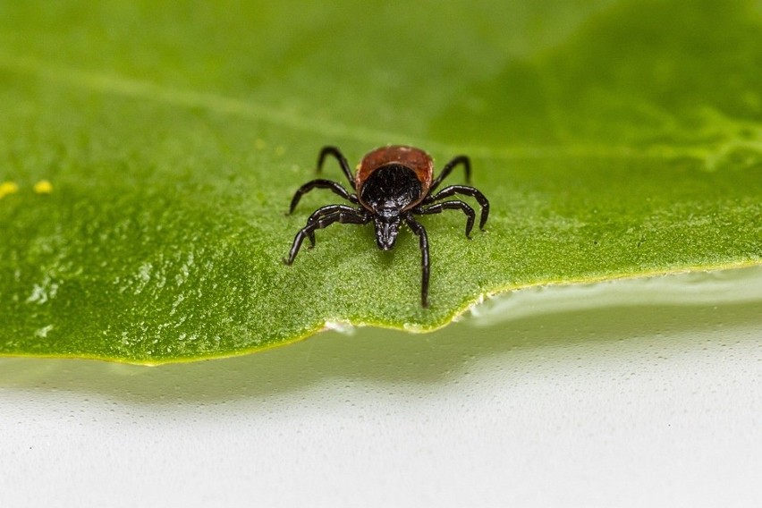 Małe pajęczaki kryją się nie tylko w lasach czy na łąkach,...