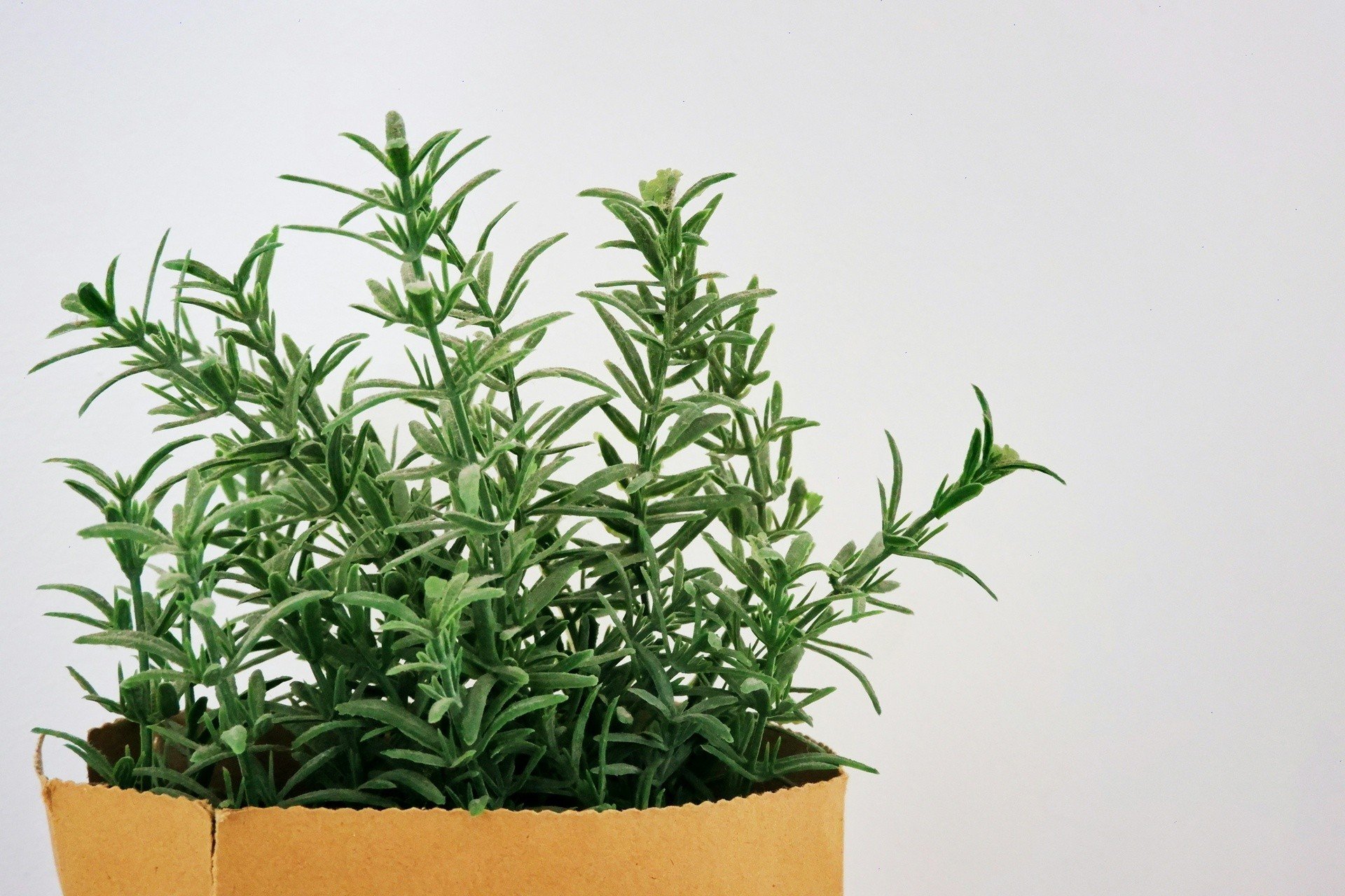 Te rośliny doniczkowe zapewniają piękny zapach i zdrowie. Warto je mieć w  domu | Gazeta Pomorska