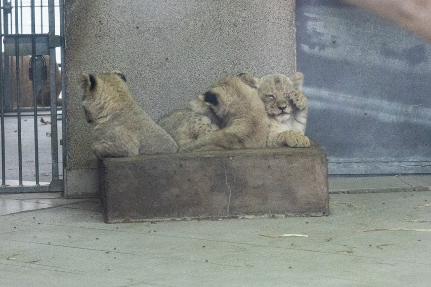 W chorzowskim zoo urodziły się cztery lwiątka