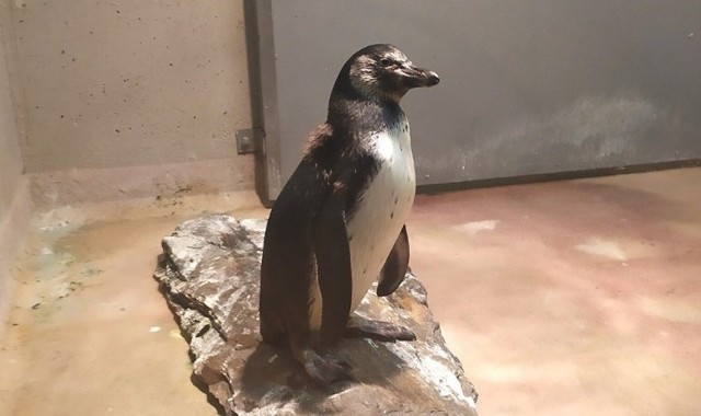 To pierwszy pingwin, który przyszedł na świat w Chorzowie. Nazywa się Coco.