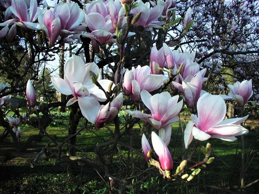 Kwiaty magnolii mają nawet 15 centymetrów długości.