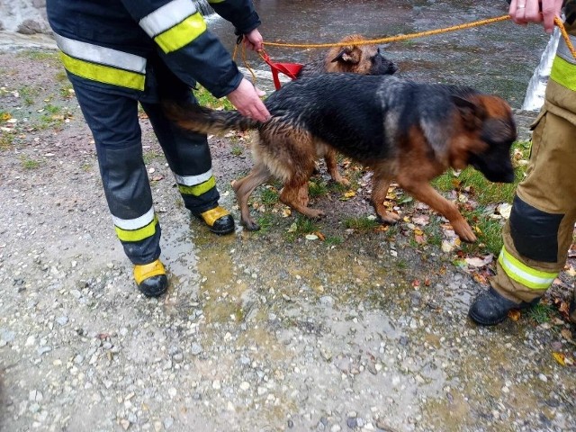 Strażacy uratowali dwa owczarki niemieckie, które wpadły do rzeki w Zagórzu Śląskim