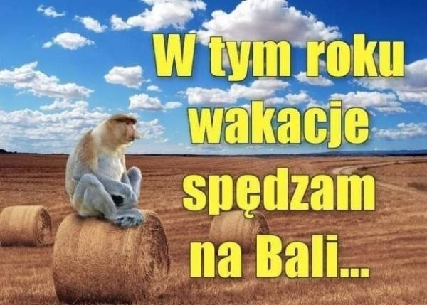 Wakacyjne memy - najlepsze i najbardziej zabawne obrazki przedstawiające urlop i wakacje