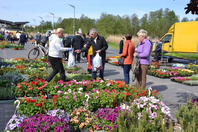 Na lipnowskim targowisku miejskim jest duże zainteresowanie sadzonkami warzyw i kwiatów.