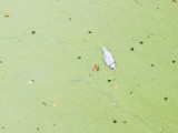 Wrocław: Pełno śniętych ryb i smród z fosy miejskiej [ZDJĘCIA]