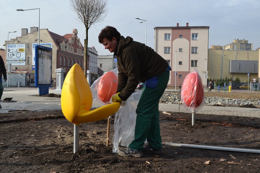 Pole holenderskie w Rybniku czyli wielkie tulipany nad...