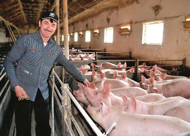 Ryszard Landowski: - Od kilku lat mamy świnie rasy PIC i jesteśmy z nich bardzo zadowoleni