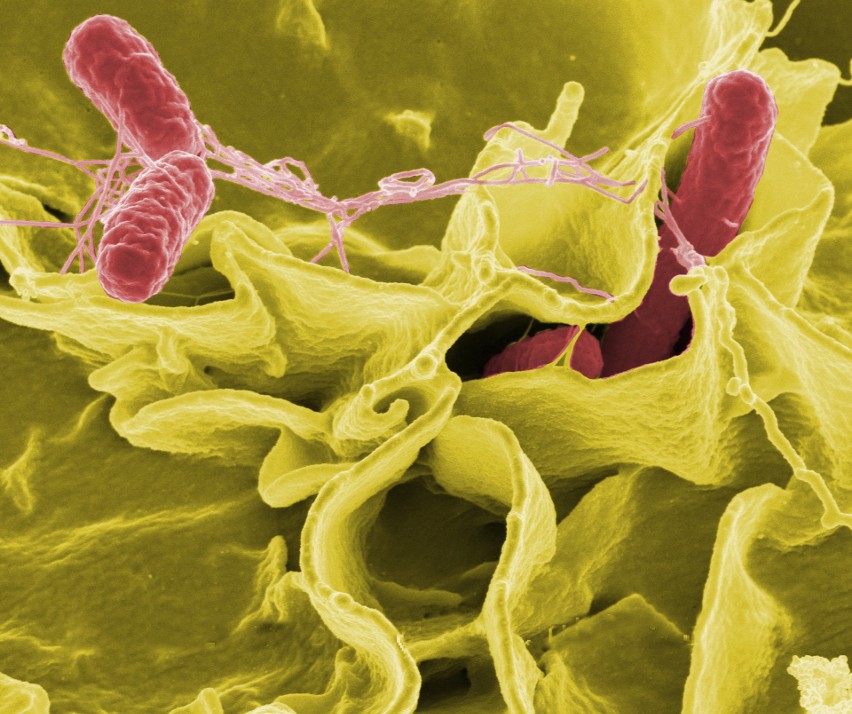 Salmonella, rodzaj bakterii z rodziny Enterobacteriaceae. Po...