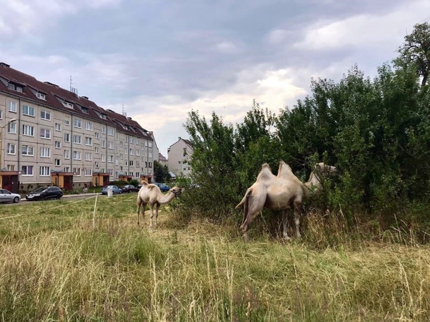 Stargard. "Wychudzone cyrkowe zwierzęta" podjadały trawę na os. Pyrzyckim. Wybierz cyrk bez zwierząt - namawiają działacze Inicjatywy BASTA!