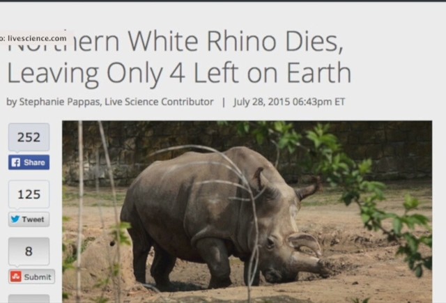 W czeskim zoo zdechł północny nosorożec biały. Na świecie zostały już tylko cztery