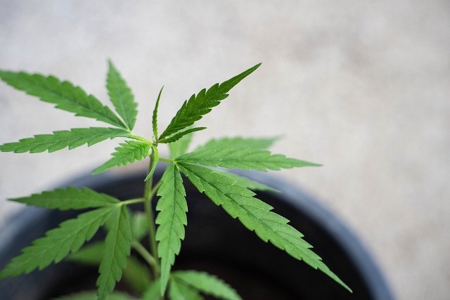 Zwolennicy liberalizacji ustawy o przeciwdziałaniu narkomanii chcą, żeby legalne było posiadanie do 30 gramów suszu marihuany i do czterech roślin.