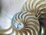 Ciąg Fibonacciego. Co obliczenia włoskiego geniusza mają wspólnego z ulubioną matematyką natury? 