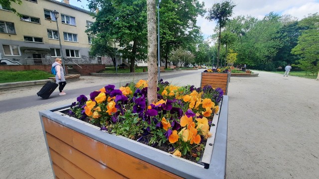 Donice na ul. Strzelecką zostały przeniesione z okolic Studni Czarownic.