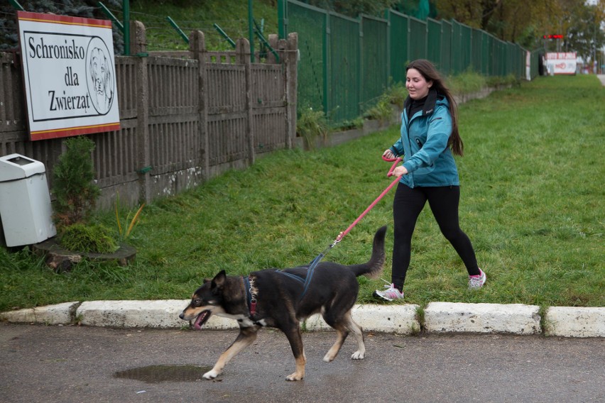 PSIEbieg w Białymstoku. Psy ze schroniska mogły się wybiegać (zdjęcia)