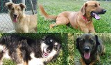 Dzień Kundelka 2023. Te biedne urocze psiaki czekają na swoje nowe rodziny w schronisku w Kunowie. Daj im dom!