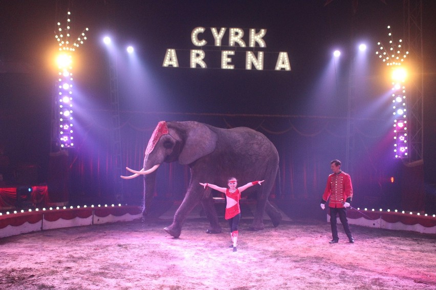 Cyrk Arena przyjechał do Mysłowic. Nie zabrakło występów ze...