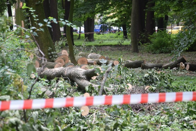 Żeby wywiązać się z harmonogramu robót, prace w „dużym parku” muszą się rozpocząć jeszcze w tym roku. Na razie trwa tam wycinka drzew.