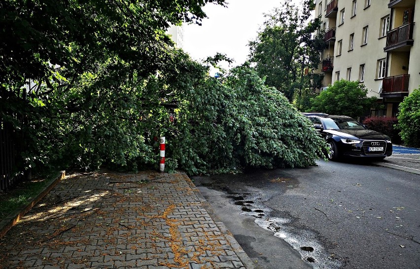 Kraków. Drzewo spadło na samochód. Trwa usuwanie szkód