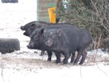 Zagrożenie ASF w powiecie nadal realne. Po świętach ruszą kontrole gospodarstw