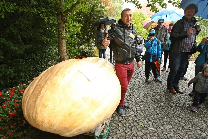 XIII Festiwal Dyni w Ogrodzie Botanicznym. Największa dynia ma ponad pół tony (ZDJĘCIA)