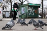 Wrocław: Sadystyczne zachowanie nastolatków. Przywiązali gołębia do torów [DRASTYCZNE ZDJĘCIA]