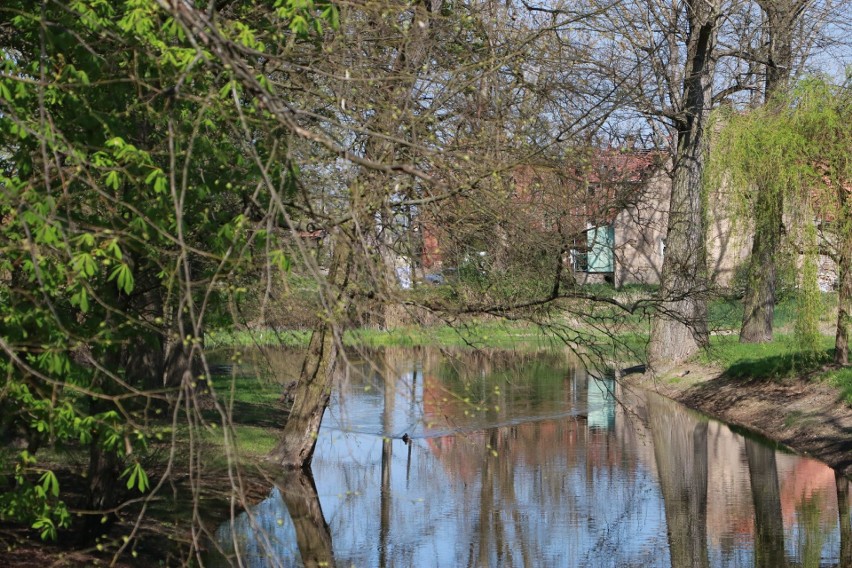 Zabytkowy zamek w Międzyrzeczu zakwitł kolorami wiosny [ZDJĘCIA]