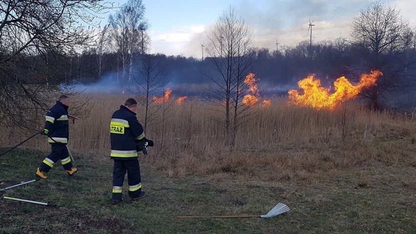 Pożar nad Czarną Hańczą. Płonęły trzcinowiska (zdjęcia)