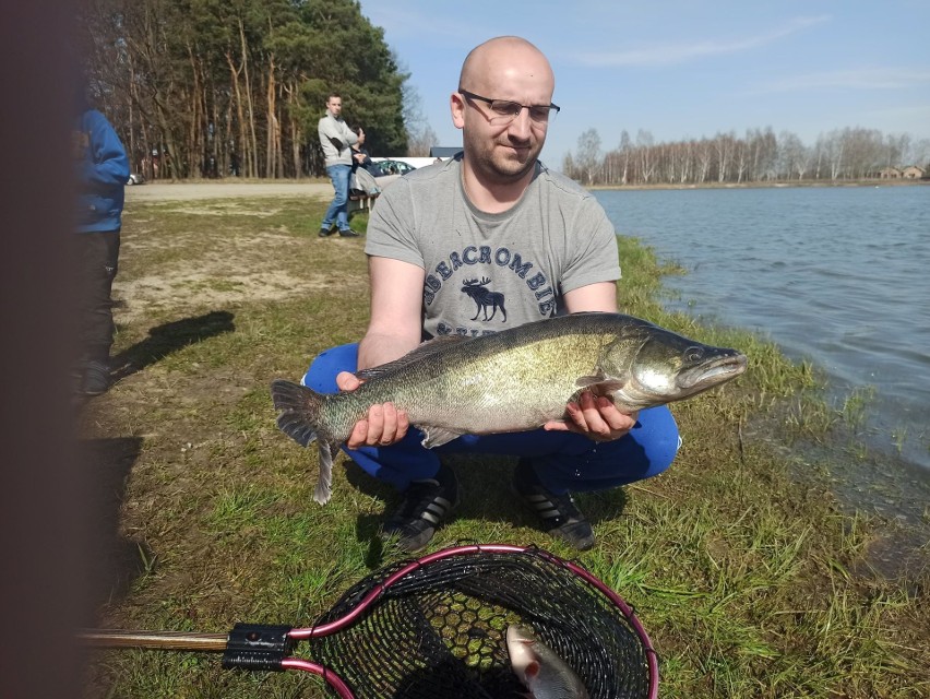 Gorzyce. Wędkarze zarybili Zalew Przybyłów. Jeden wyjątkowy karp będzie ozdobą łowiska (ZDJĘCIA)