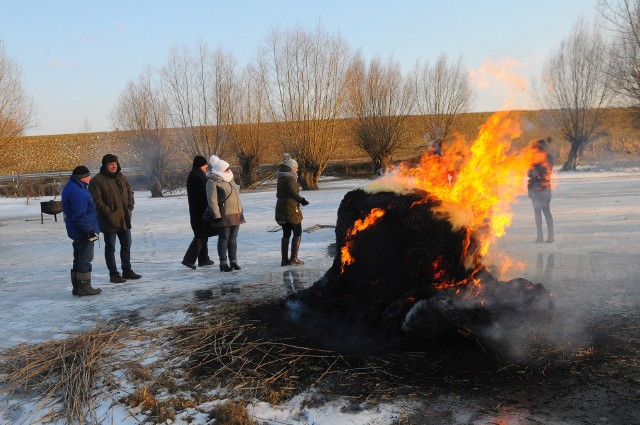 Tegoroczny konkurs cięcia lodu odbył się (w piątek) w Niedźwiedziu, bo organizatorzy obawiali się, że jezioro w Topolnie niedostatecznie skuł spóźniony mróz. Dolina Wisły z perspektywy stawów w Niedźwiedziu wyglądała zjawiskowo. Nikt nie narzekał na mróz. Strażacy z Gruczna rozpalili na lodzie ognisko, a Topolanki serwowały gorącą brukwiankę na gęsinie. Uczestnicy konkursu cięli lód na czas, korzystając ze specjalnego, dawnego sprzętu, kolekcjonowanego  przez Towarzystwo Przyjaciół Dolnej Wisły. Bryły lodu trafiły do lodowni w Grucznie.