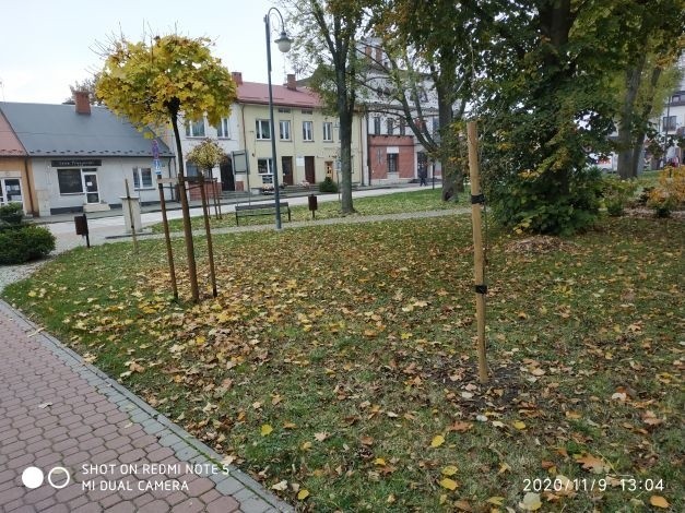 W Pacanowie, w listopadzie posadzono drzewa miododajne.