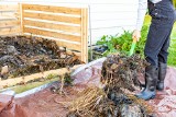 Kompostowanie na gorąco możesz przeprowadzić zimą. Dowiedz się, na czym polega ta metoda. O czym musisz pamiętać, robiąc kompost na gorąco?
