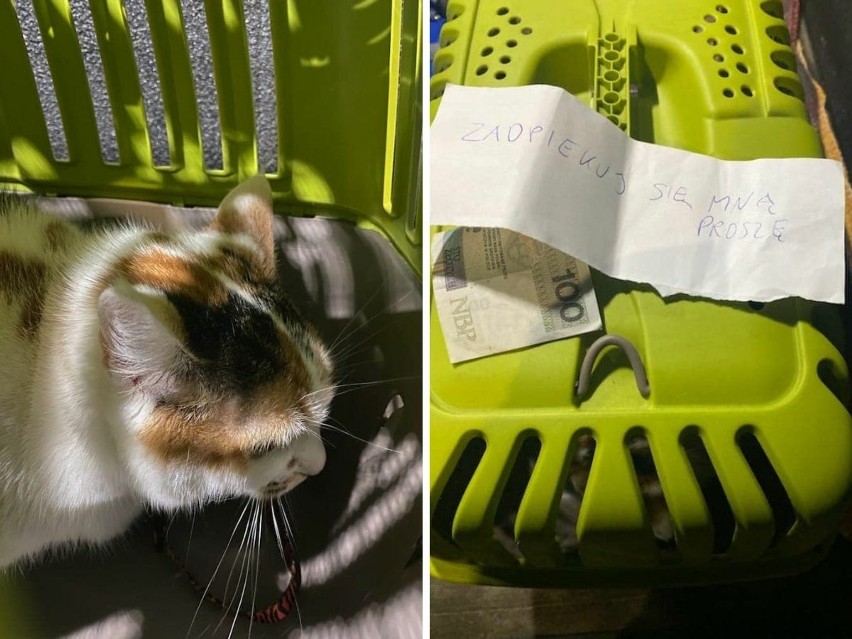 Kraków. Transporter zostawiony w windzie, a w nim porzucony kot, pieniądze i kartka z informacją
