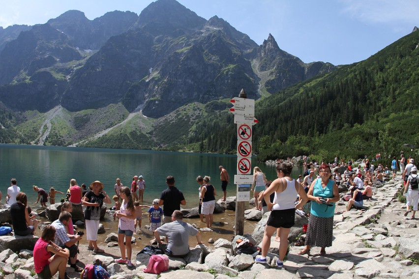 Tatry. W Morskim Oku jeleń nie boi się tłumu turystów [ZDJĘCIA]