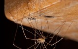 Najbardziej jadowite pająki w Polsce. Niebezpieczne pająki w Polsce. Te owady zagrażają Twojemu życiu, a nawet zdrowiu! 6.07.2022
