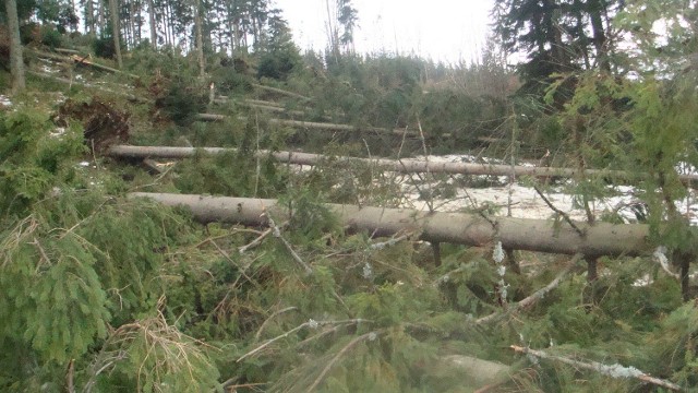 Niszczycielska siła huraganowych wiatrów w Beskidach pod Pilskiem