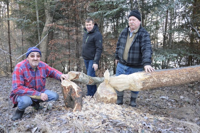 Adam Cichoń (od lewej), Jerzy Turek i Tadeusz Stach przy świeżo powalonych przez bobry drzewach nad potokiem Bieniówka. - Te zwierzęta rozpanoszyły się u nas na dobre i nie ma na nie mocnych - mówią