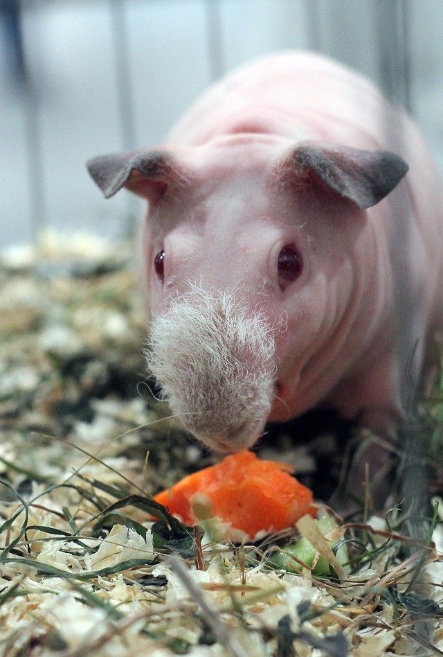 Wystawa myszy, szczurów i świnek morskich towarzyszyła Międzynarodowym Targom Zoologicznym PET FAIR.